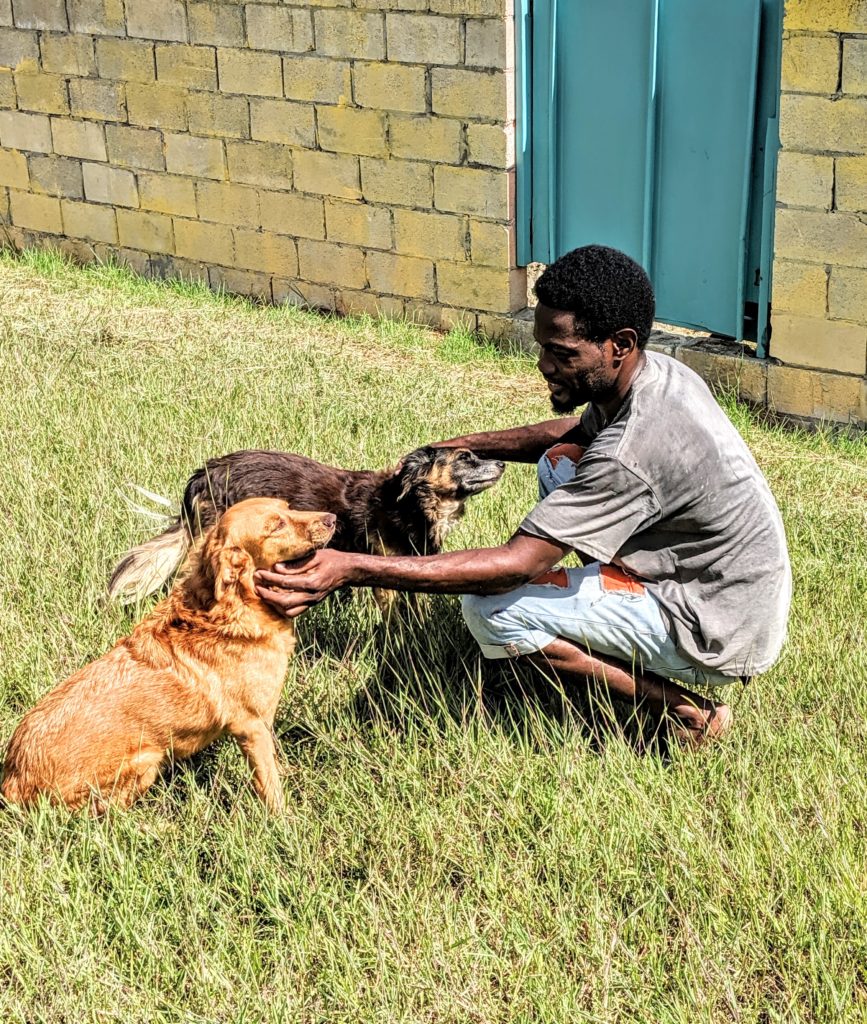 Ocean Acres Animal Sanctuary For Dogs and Cats In Barbados